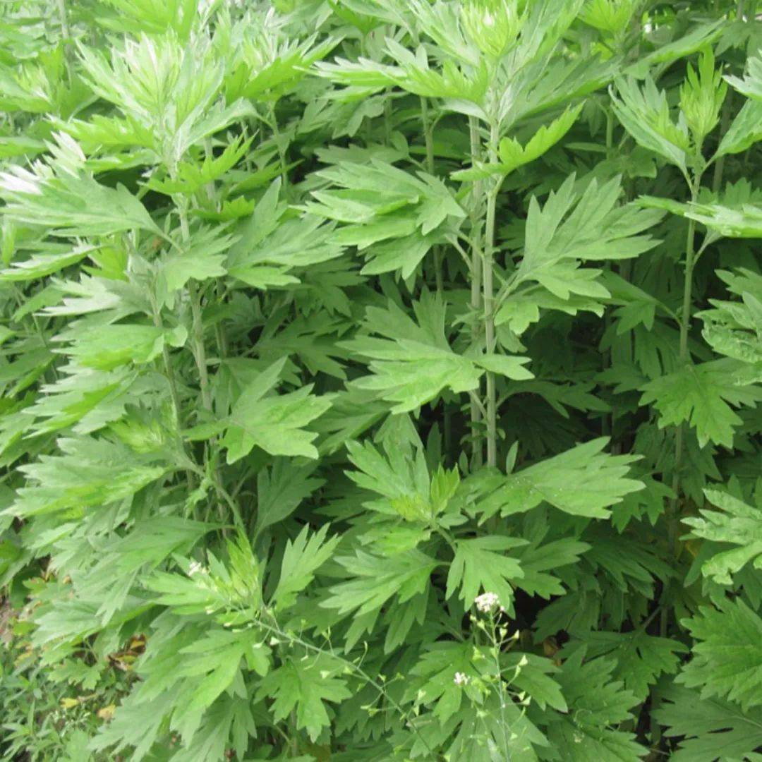 艾草挂门口风水十大禁忌